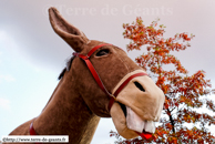 LOOS (59) - Fête des Allumoirs 2009 / L'âne Galopin - LOOS (59)