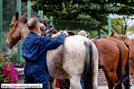 ATH (B) - Ducasse d'Ath 2010 - Cortège du dimanche (matin) / Les préparatifs :  On bouchonne les chevaux