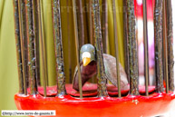 ENGLOS (F) - 8ème fête des Géants 2014 / El Negrito - Colla Gegantera d'Iluro – MATARÓ (CATALOGNE) (E)