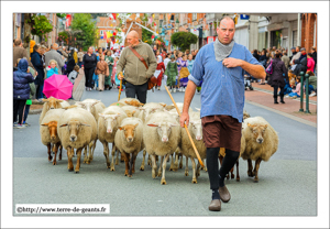 Les moutons de Koen Everaert